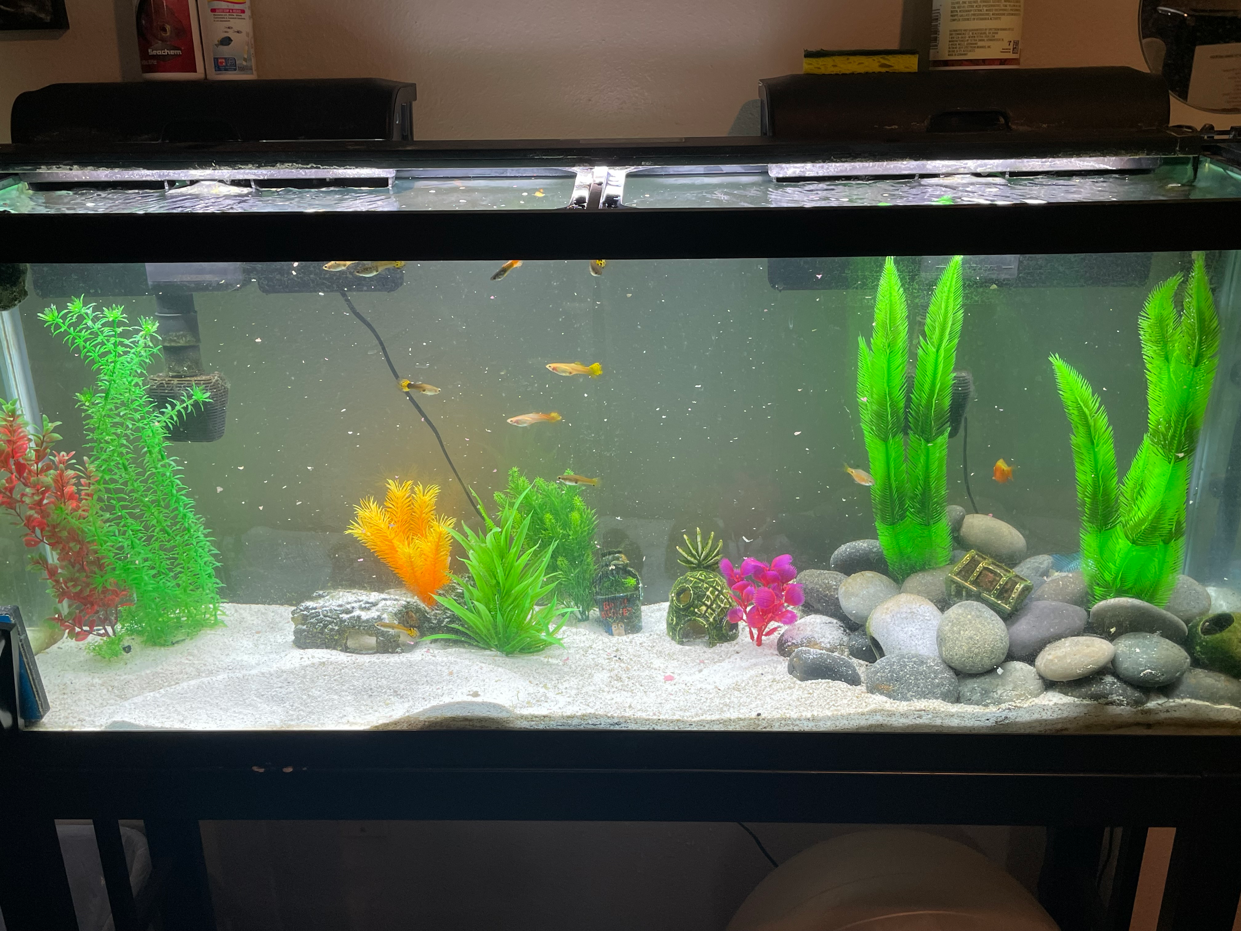 Tank Setup